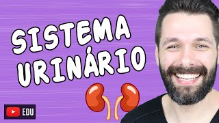 ÓRGÃOS DO SISTEMA URINÁRIO  Biologia com Samuel Cunha [upl. by Zena290]