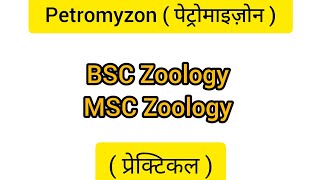 Petromyzon पेट्रोमाइज़ोन BSC Zoology MSC Zoology Prectical [upl. by Suehtomit]