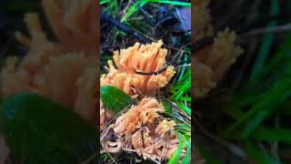 parasitic coral nature mushrooms orange beautiful forest art cool fyp shorts yt [upl. by Roshan]