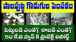 Milky Mushroom Cultivation in telugu  how to cultivate mushrooms in 2019 [upl. by Nanaj]