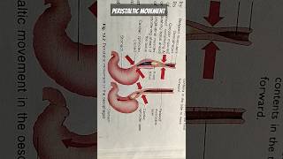 Peristaltic movement in the oesophagushumanbiologybiology digestivesystem anatomypancreatology [upl. by Valentia]