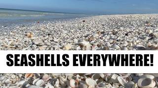 Looking for seashells on a Florida island My weekly beach therapy [upl. by Gerge]