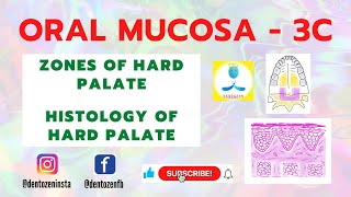 Oral Mucosa Part 3C  Zones of Hard palate  Histology of Hard Palate  Incisive papilla  Rugae [upl. by Mattox809]