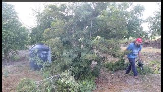 Pruning Sapodilla Tree Manilkara zapota  Making it Higher [upl. by Damal]