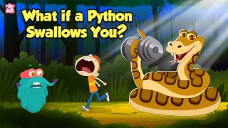 What If a Python Swallows You  How do Pythons Digest their Food  The Dr Binocs Show [upl. by Desireah937]