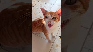 wait for end😍Nanu cute Cat Nanu funny videoshort shorts ytshorts viralcats cat bestcat [upl. by Lohcin]