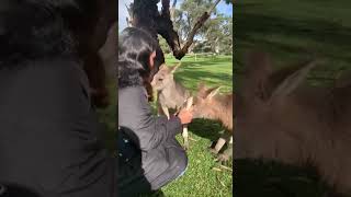 feeding animals in Australia [upl. by Muir]