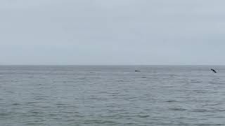 Whale very close to the beach  Limantour  Point Reyes National Seashore [upl. by Mora341]