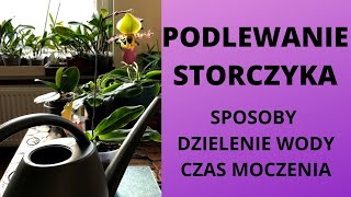 Podlewanie storczyka  sposoby dzielenie wody czas moczenia Jak prawidłowo podlewać storczyka [upl. by Nnaecyoj835]