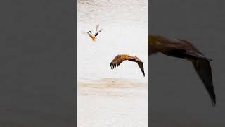 Bald Eagle Learning to Fly and Hunt [upl. by Shaine]