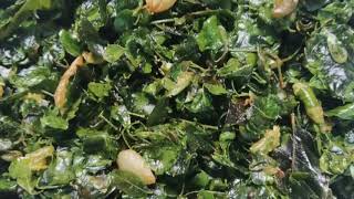 Moringa leaves recipe murungai keerai poriyal leko varman [upl. by Brianna]