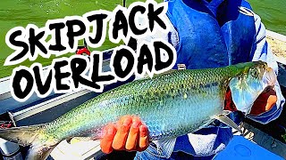 Tips for Catching and Freezing Skipjack Herring [upl. by Annwahs]