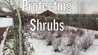 Protecting Shrubs in Winter [upl. by Canada]