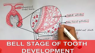 Development of Tooth  Part 2  Early and Late Bell stage of tooth development [upl. by Ellehcir980]