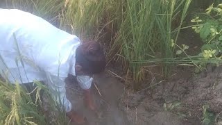 Drainage  खेत से पानी की ढिलाई [upl. by Enirehtahc]