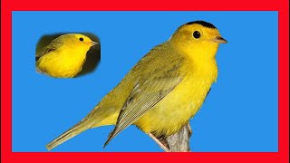 Wilsons Warbler Song Wilsons Warbler Call Sound Reinita De Wilson Canto  Cardellina Pusilla [upl. by Urdna]