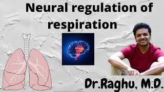 Neural Regulation of Respiration  Respiratory physiology [upl. by Nahshunn]