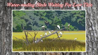 Understanding How the Tide Table Chart Works Waterwading Birds Waiting for Low Tide [upl. by Cassandra]