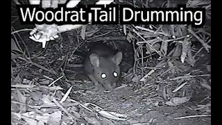 Woodrat Tail Drumming [upl. by Anivek]