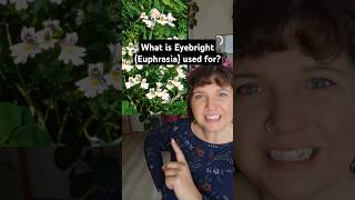 What is Eyebright Euphrasia used for [upl. by Lizbeth203]