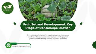 Fruit Set and Development Key Stage of Cantaloupe Growth [upl. by Zoe]