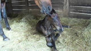 Friesian foal trying stand for the first time [upl. by Rafaelle]