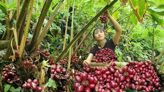 Harvest cardamom to bring to the market  rural life llHuong Free Life [upl. by Ario]