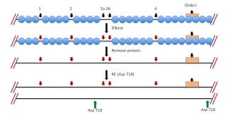 Fig 1319 1320 Mapping DNase I hypersensitive sites on chromatin [upl. by Nivak]