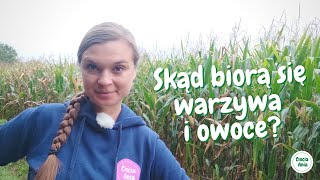 Skąd biorą się warzywa i owoce I Światowy Dzień Owoców i Warzyw warzywa owoce filmdladzieci [upl. by Ecirpak]