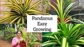 pandanus plant propagation in malayalameasy growing pandanus plant Garden Plants lovers [upl. by Jenna]