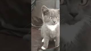 Cute kittens😻😻youtube ytshorts youtubeshorts [upl. by Browne]