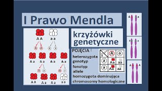 Podstawowe prawa dziedziczenia Krzyżówki genetyczne [upl. by Annalla]