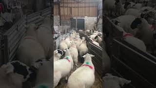 Footbath training for the Derbyshire gritstone ewes [upl. by Burra913]