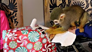 Baby Monkey Opens Christmas Present With Little Sister  VLOGMAS Day 6 [upl. by Yard]