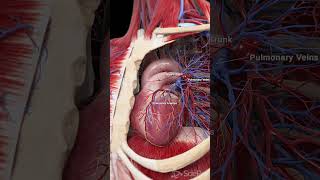 💓 The Heart and Pulmonary Blood Vessels Key Players in Circulation 💓 [upl. by Hintze148]