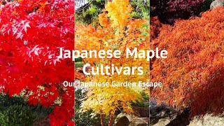 Japanese Maple Cultivars  Our Japanese Garden Escape [upl. by Ardine]