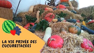 🎃 La vie privée des cucurbitacées [upl. by Sayre]