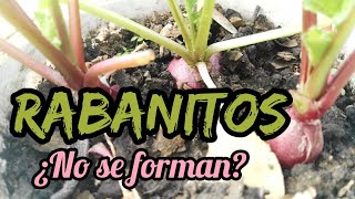 ¿Los rabanitos no engordan ¿no se forman  Crear y Sembrar [upl. by Kostival]