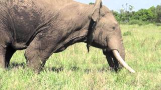 Musth male elephant behavior  Mara Conservancy [upl. by Gurevich]