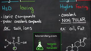 Hydrophilic vs Hydrophobic [upl. by Ainegue]