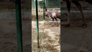 Angry Emu attack youtubeshorts shorts animals youtube shortsfeed [upl. by Nnaeus90]