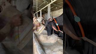 Samayra agro farm biggestbull farming reels [upl. by Nit]