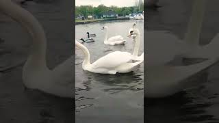 🇮🇪🦢 SO MANY🦢MUTE SWAN🦢MALLARD DUCKS🦆loveirelandmore💧beautiful💧LIKE👍🙏subscribe🙏FULL video IN site😇💖 [upl. by Pillihp141]