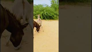 donkeys animals donkey soundofanimals pets [upl. by Nimaynib]