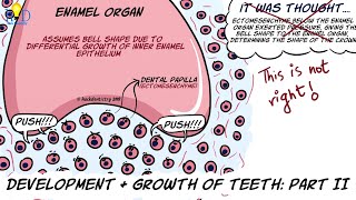 Development and growth of teeth Part II Bell stage and root formation [upl. by Earezed]