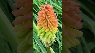 Fürtös fáklyaliliom Kniphofia uvaria [upl. by Mount]