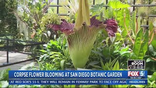 Corpse flower blooming at San Diego Botanic Garden [upl. by Zephan108]