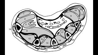 anatomie de la main 55  les régions [upl. by Nna840]