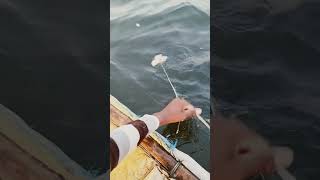 fishing fiish beachfishing fish filefish carpfishing fihing carp fiahing videogama [upl. by Cthrine437]