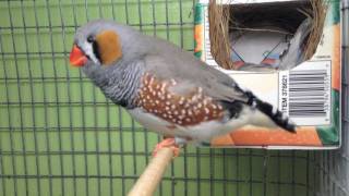 Zebra Finches going to nest [upl. by Nailuj]